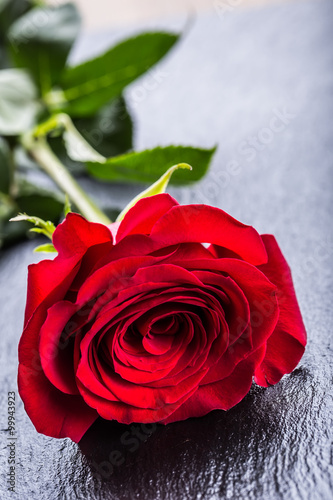 Rose. Red roses.  Bouquet of red roses. Valentines Day, wedding day backgroun...