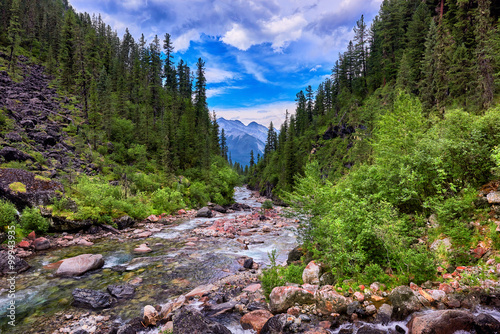 Gorge overgrown with dark coniferous trees