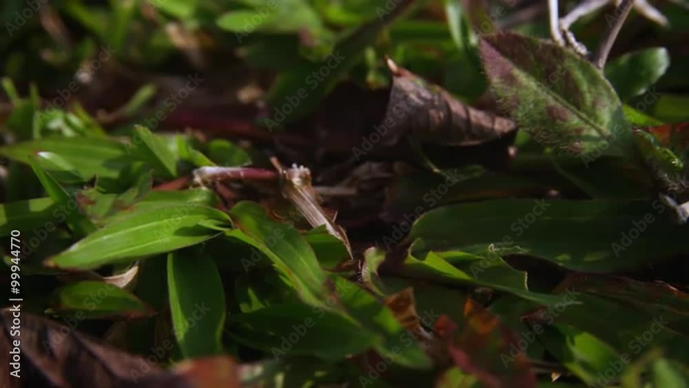 Extreme close up of ants walking towards camera and away from camera Extreme close up of ants walking towards camera and away from camera