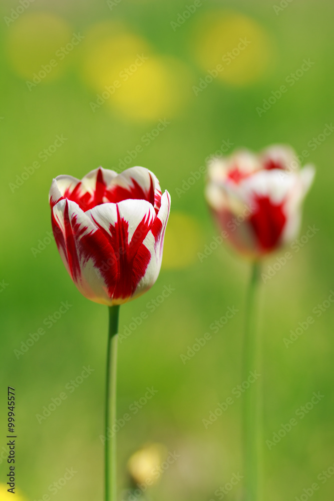 Tulip on green background with shallow depth of field Tulip on green background with shallow depth of field