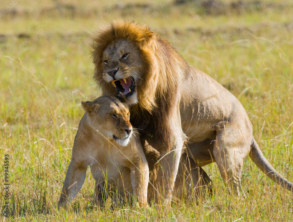 Meeting the lion and lioness in the savannah. National Park. Kenya. Tanzania. Masai Mara. Serengeti. An excellent illustration. Meeting the lion and lioness in the savannah. National Park. Kenya. Tanzania. Masai Mara. Serengeti. An excellent illustration.