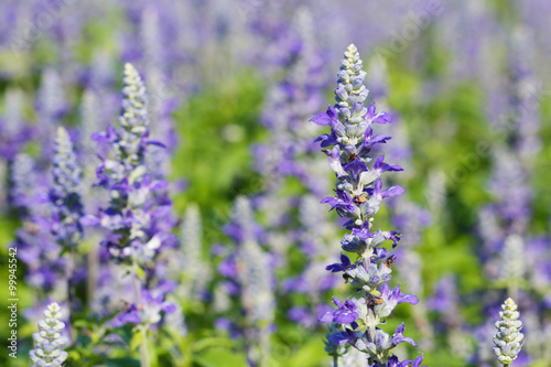 Lavender flowers in garden  close up