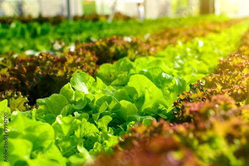 фотографія Organic hydroponic vegetable cultivation farm