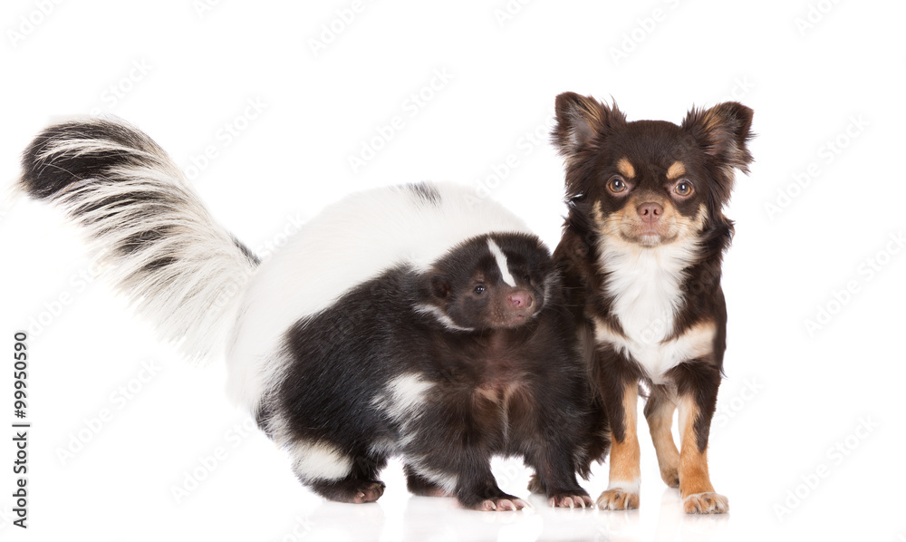 Obraz premium chihuahua dog and skunk posing together
