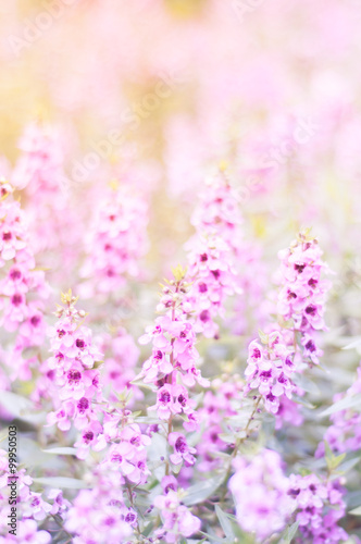 Pink flower field