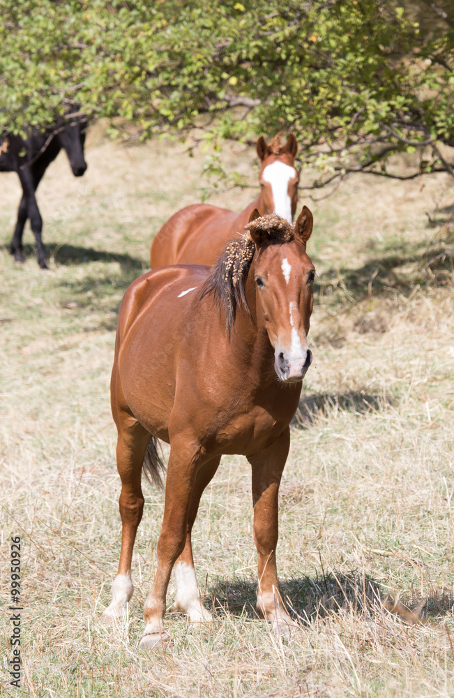 a horse in a pasture in nature