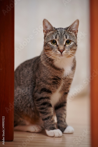 Gray striped cat with white paws and yellow eyes