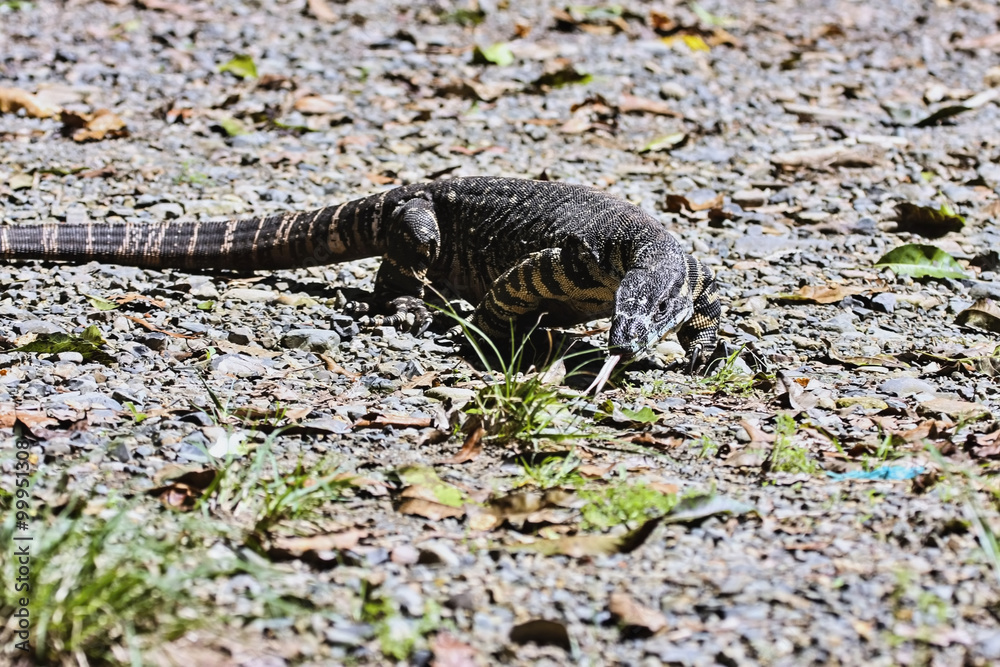 Naklejka premium Head monitor, Varanus Rosenberg, east Australia