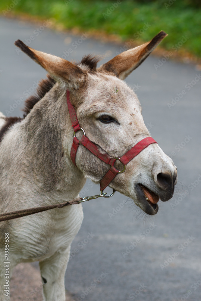 Young donkey portrait on a sunny day Young donkey portrait on a sunny day