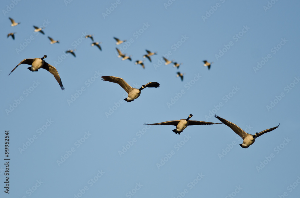 Four Canada Geese Flying in a Busy Sky Four Canada Geese Flying in a Busy Sky