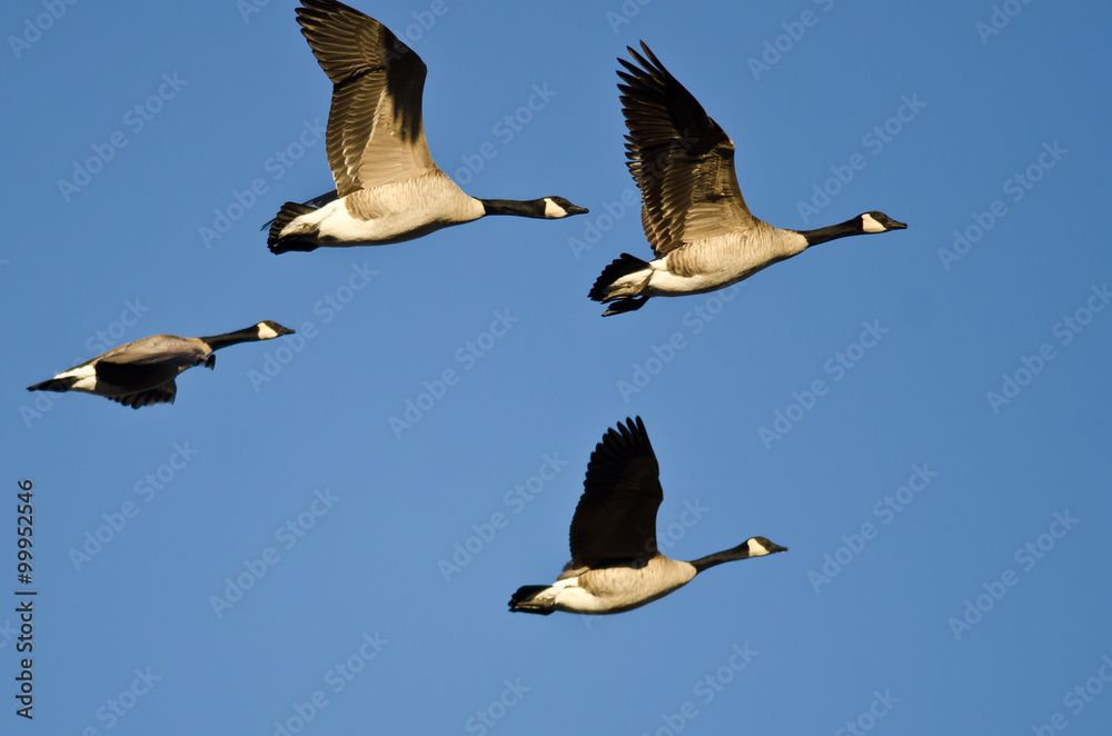 Flock of Canada Geese Flying in a Blue Sky