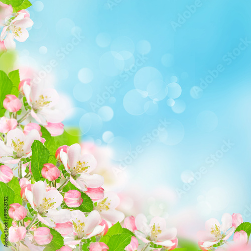 Spring flowers. Apple blossoms blue sky background