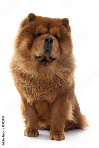 chow chow dog