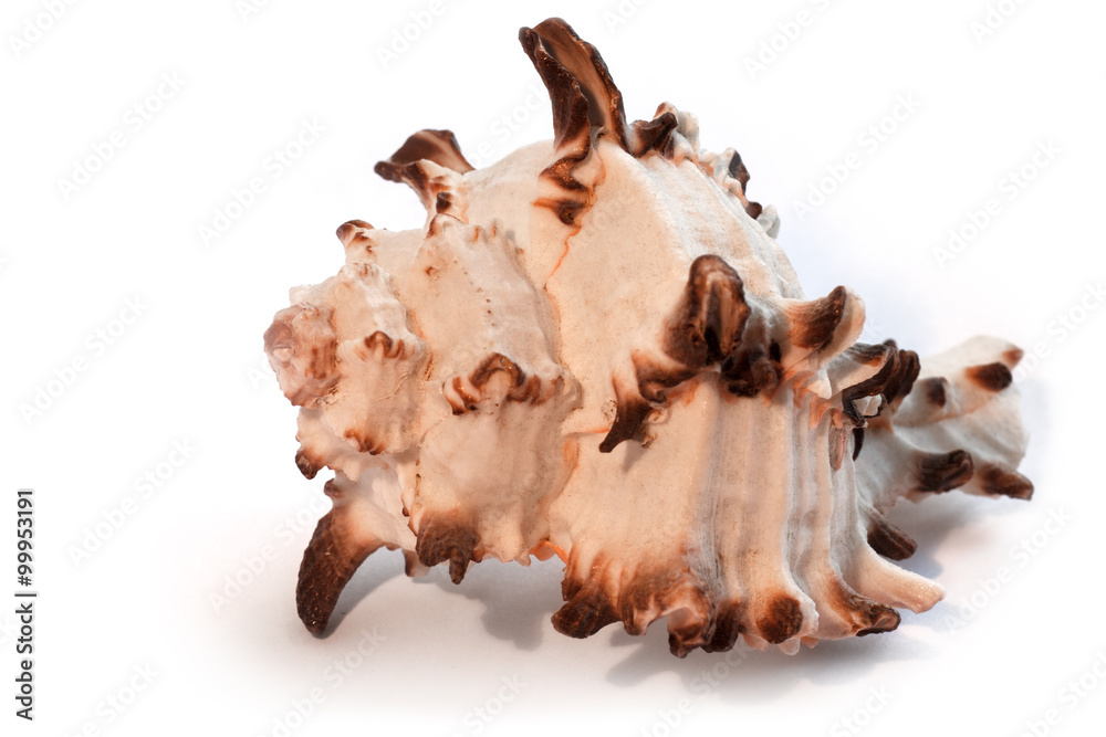Sea shell isolated on white Sea shell isolated on white