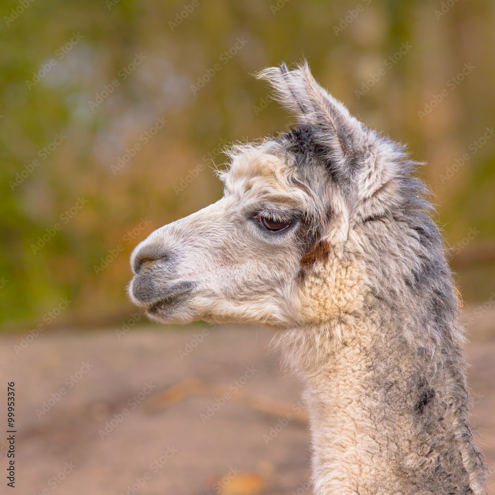 Fototapeta premium Alpaca portrait