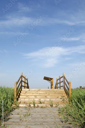 The wood bridge in wetland park