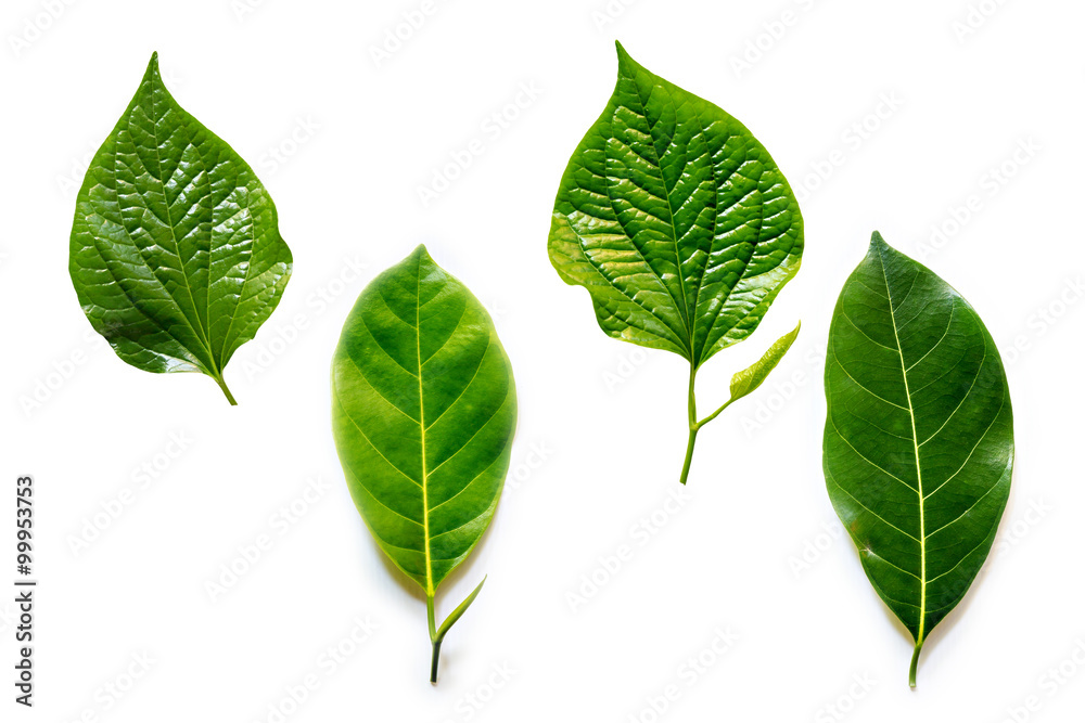 Obraz premium Leaves isolated on white background