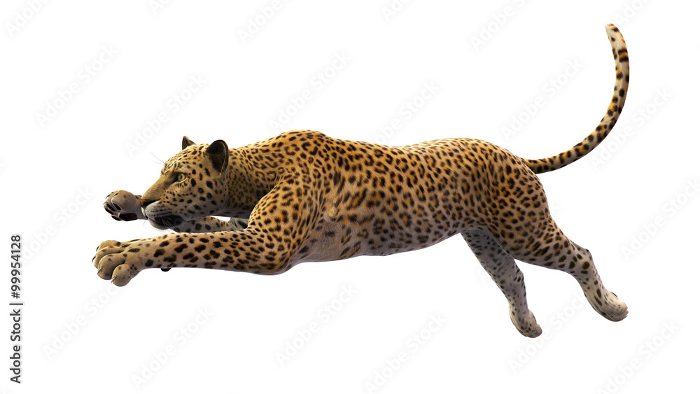 Obraz premium Leopard leaping, wild animal isolated on white background