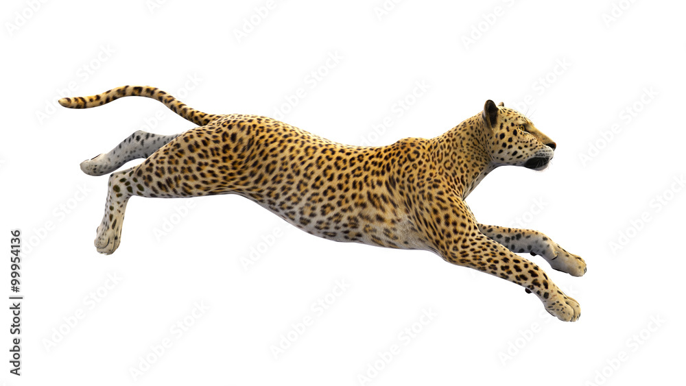 Naklejka premium Leopard działa, dzikie zwierzę na białym tle