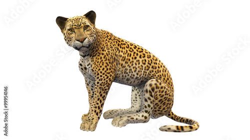 Leopard sitting, wild animal isolated on white background