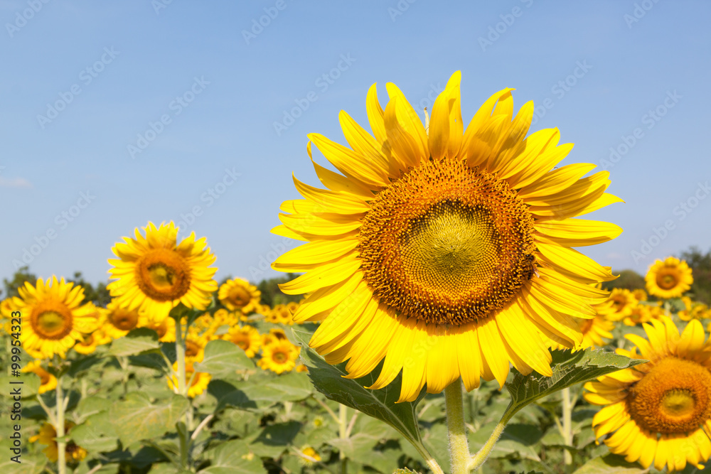 Closeup of a sunflower in the field Closeup of a sunflower in the field