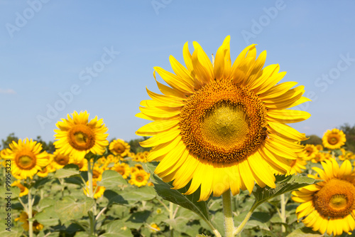 Closeup of a sunflower in the field