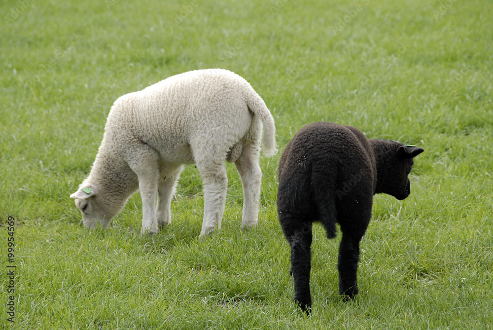 2 witte en zwarte lammetjes in de wei 2 witte en zwarte lammetjes in de wei