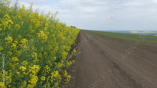 A field of blooming canola. photo