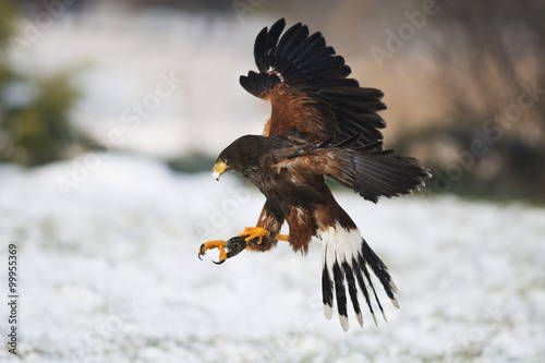 Harris hawk in flight above snowy grass