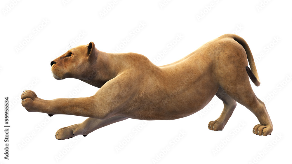 Obraz premium Female lion, lioness stretching, wild animal isolated on white background