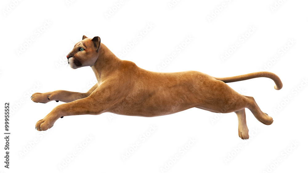 Puma, mountain lion leaping, wild animal isolated on white background Stock  Illustration | Adobe Stock