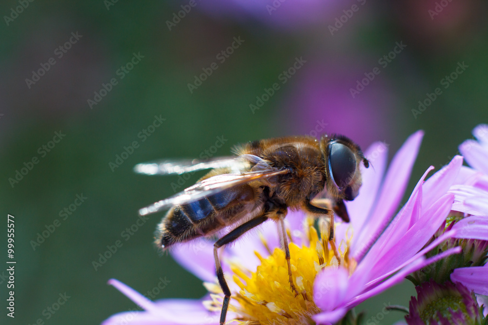 Colorful photo of bee on purple flower on green background. Colorful photo of bee on purple flower on green background.