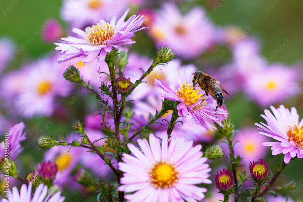 Colorful photo of bee on purple flower on green background. Colorful photo of bee on purple flower on green background.