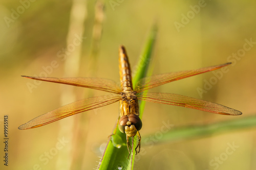 Dragonfly orange background, Silhouette