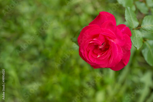   Pink rose flower on a green background  