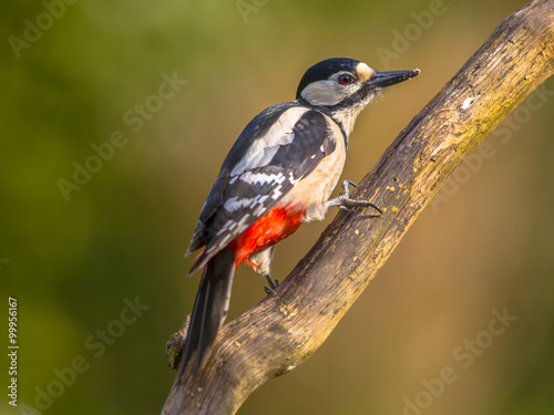 Woodpecker watching