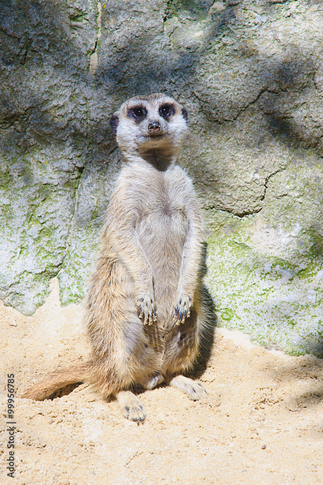 Fototapeta premium Suricata
