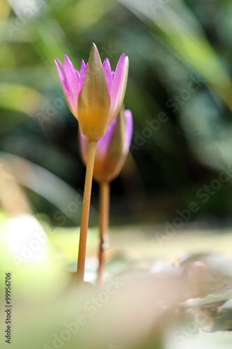 water lily photo