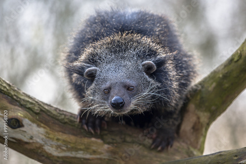 Close up of a binturong or bearcat