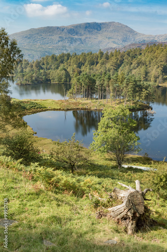 Mountain, lake and trees in the English Lake District on a sunny day (Tarn Hows)