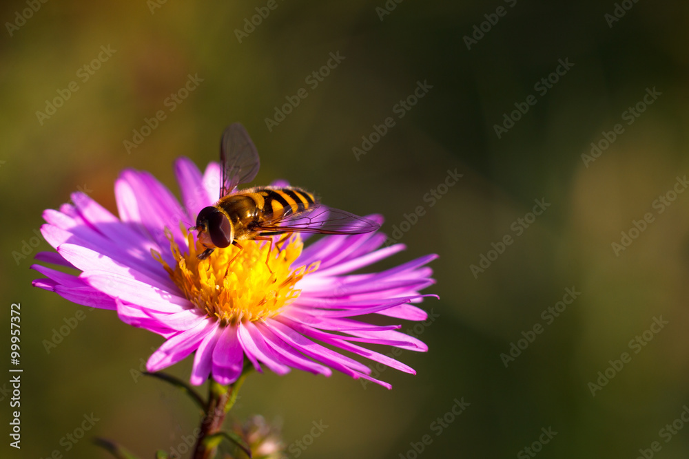 Colorful photo of bee on purple flower on green background. Colorful photo of bee on purple flower on green background.
