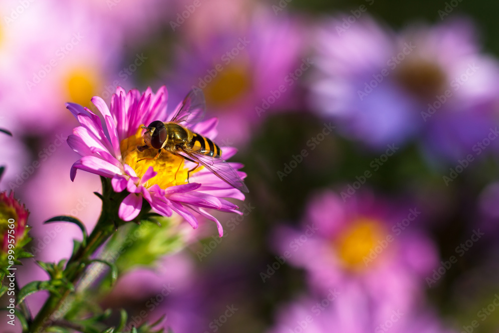 Colorful photo of bee on purple flower on green background.