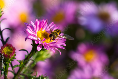 Colorful photo of bee on purple flower on green background.