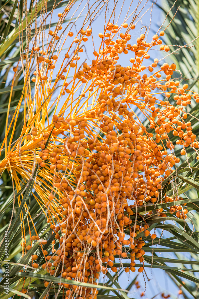 Date fruits on the tree. Close-up. Date fruits on the tree. Close-up.