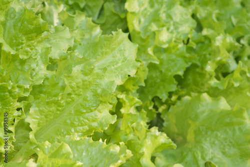 resh green lettuce salad leaves in countryside garden, ready to be harvested
