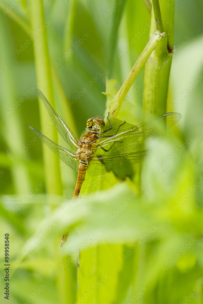 Dragonfly warming its Wings in the Early Morning Sun Dragonfly warming its Wings in the Early Morning Sun