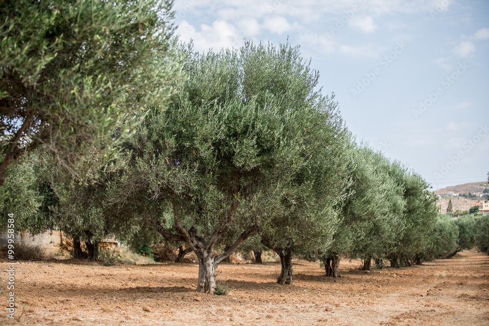 Olive trees garden.