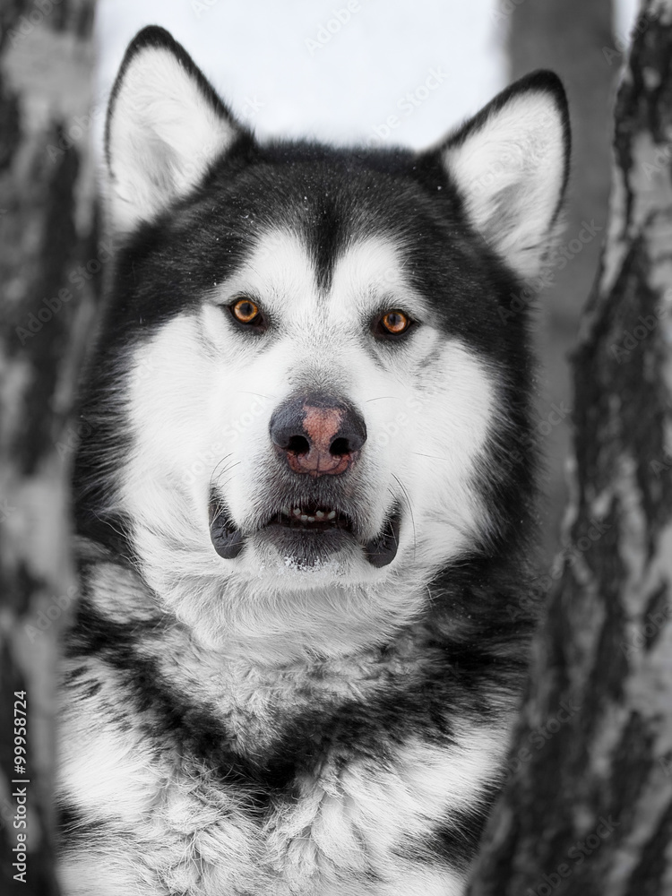 Alaskan Malamute in the forest
Alaskan Malamute in the forest