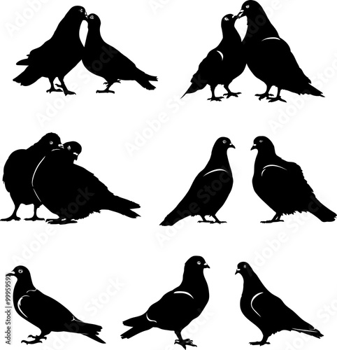 Pigeon, dove, pair, bird, vector, silhouette, black