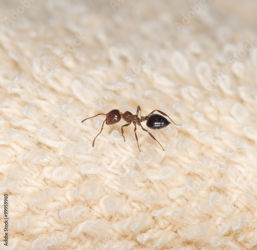 ant on material photo